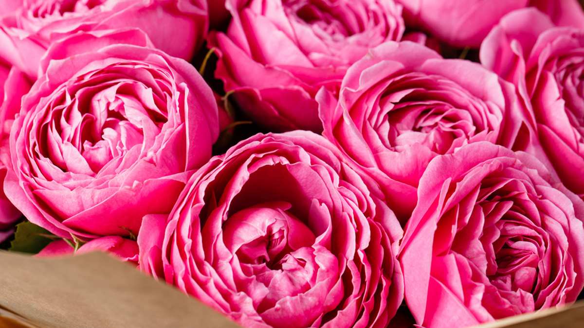 bundled pink flowers wrapped in plastic sleeves