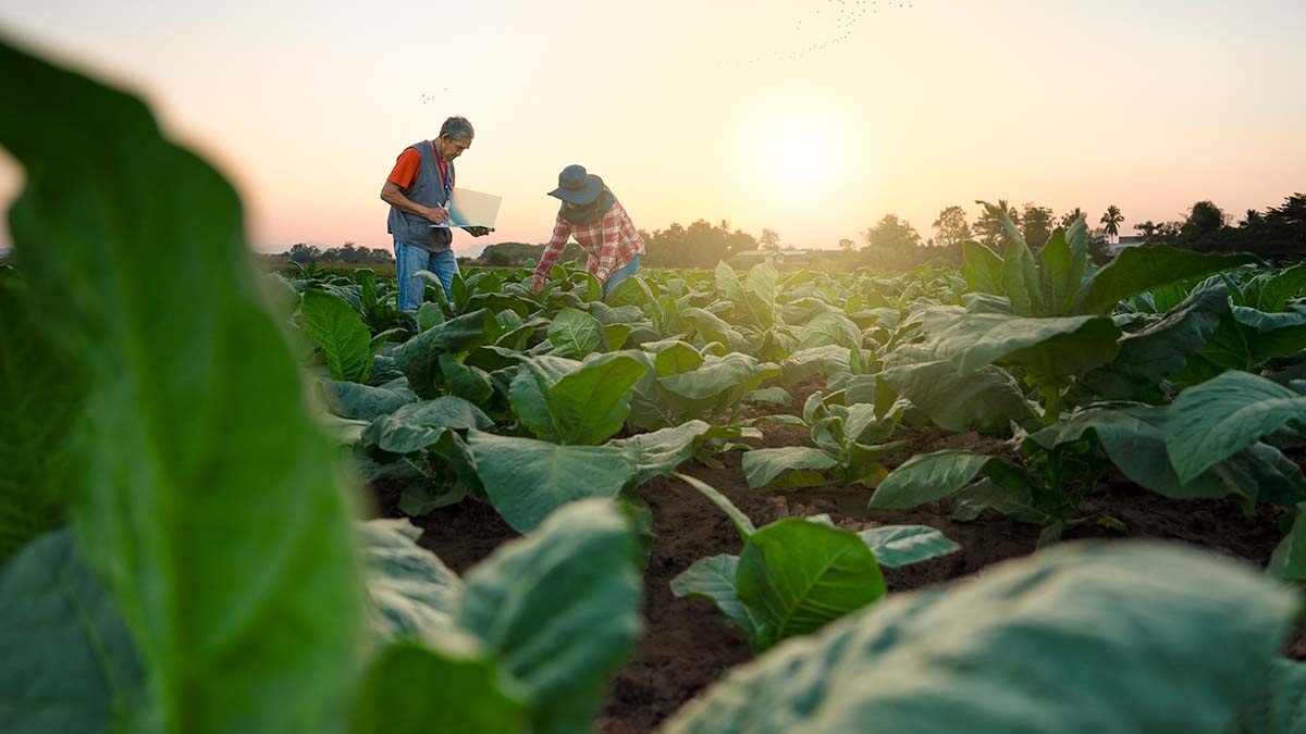 Farmers in the field with the sun setting behind them.
